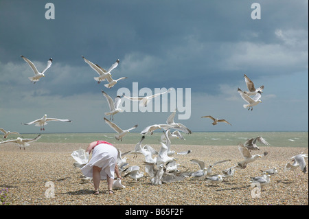 Woman feeding seagulls on Suffolk beach Stock Photo