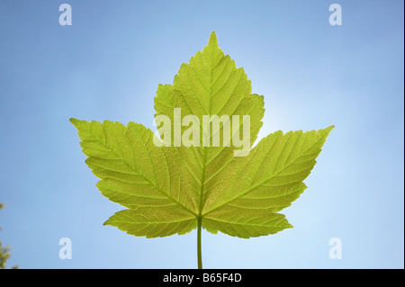 Sycamore leaf against blue sky Stock Photo