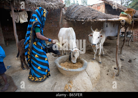 India, Lucknow, Uttar Pradesh, Countryside near Rae Bareli, Farmers feeding cows. Stock Photo