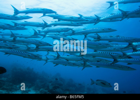 School of great barracudas (Sphyraena barracuda) underwater Sipadan Celebes sea Stock Photo