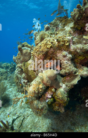 Cayman Islands Grand Cayman Island Underwater view of Longspine Squirrelfish Holocentrus marianus and tropical fish