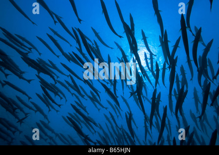 School of great barracudas (Sphyraena barracuda) underwater Sipadan Celebes sea Stock Photo