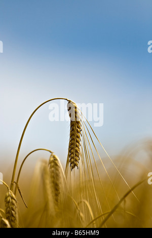 ripe barley ear Stock Photo