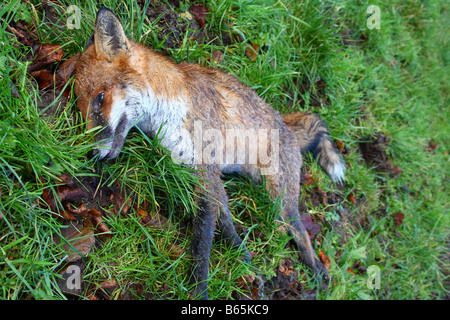 A dead Fox in the English countryside. Stock Photo