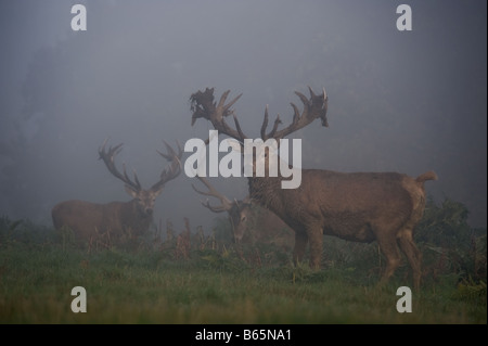 Three deer in the morning mist