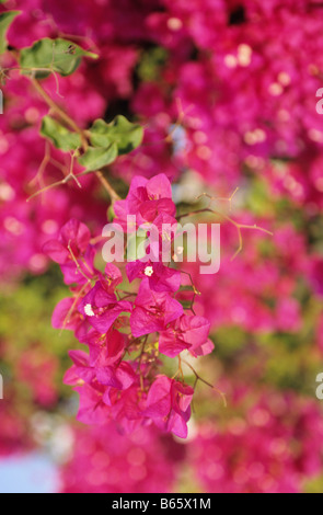 Selective focus on blooming deep pink bougainvillea Stock Photo