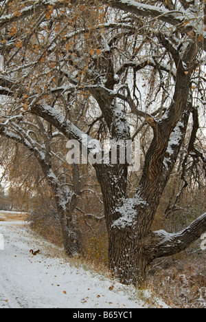 Eastern Fox Squirrel (Sciurus niger) near Plains Cottonwood trees (Populus sargentii) in snow, Colorado US Stock Photo