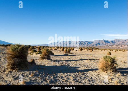 The Devils Cornfield outside Stovepipe Wells Village in late afternoon, Death Valley National Park, California, USA Stock Photo