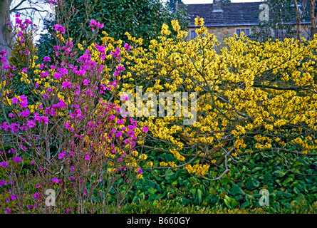 Hamamelis x intermedia Pallida and Rhododendron dauricum Midwinter Stock Photo