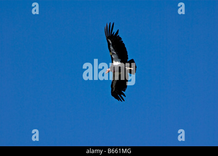 California Condor flying over the Grand Canyon, Arizona Stock Photo
