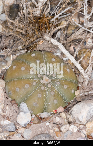 Star Cactus Astrophytum asterias Stock Photo