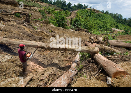 Felled Palm trees in a palm plantation. Busua Ghana. West Africa Stock ...