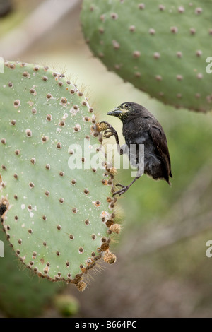 Ecuador Galapagos Islands National Park Santa Cruz Island Puerto Ayora Cactus Finch Geospiza conirostris feeding Stock Photo