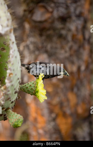 Ecuador Galapagos Islands National Park Santa Cruz Island Puerto Ayora Cactus Finch Geospiza conirostris feeding Stock Photo