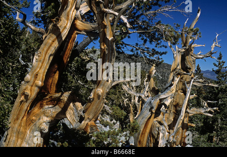 Ancient Bristle Cone Pine Great Basin National Park Nevada US
