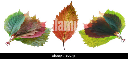 Two autumn leaf It is isolated on a white background Stock Photo