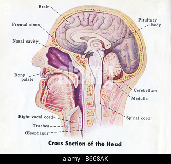 1940 medical diagram of human head Stock Photo