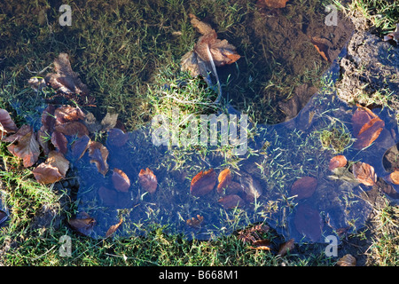 Fallen leaves and grass are frozen in a small water pool on Dartmoor Devon Stock Photo