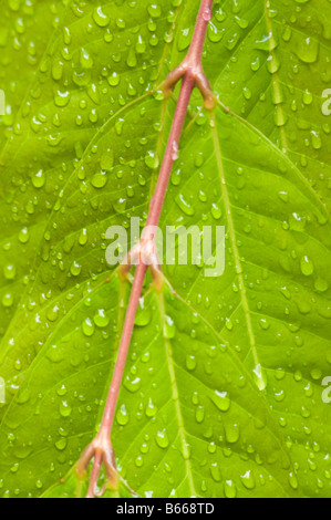 Yellow Saraca Tree (Saraca thaipingensis) leaves in rain Northern Territory Australia Stock Photo