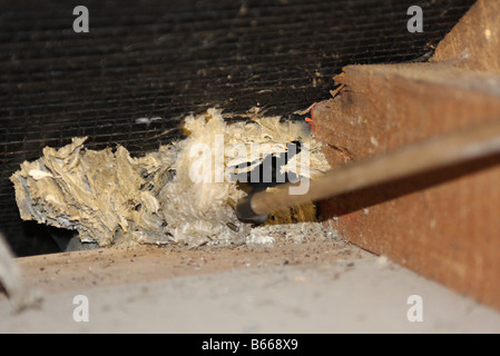 large wasps nest found in attic being destroyed with a stick in the middle of winter when wasps have long died out Stock Photo