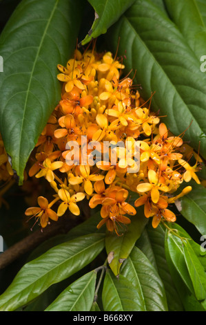 Yellow Saraca Tree (Saraca thaipingensis) flowers Northern Territory Australia Stock Photo