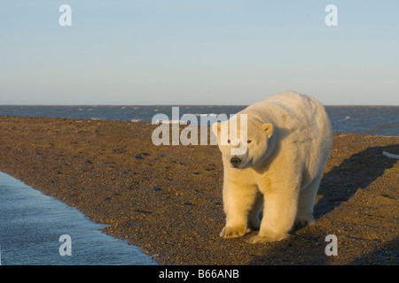 Polar bear Ursus maritimus sow travels on Bernard Sand spit, Arctic National Wildlife Refuge, Beaufort Sea, Alaska Stock Photo