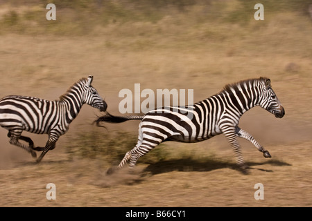 zebra running from the water hole Stock Photo