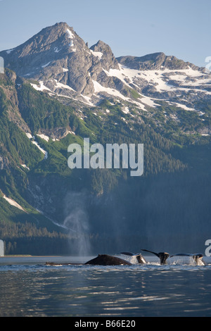 USA Alaska Humpback Whales Megaptera novaengliae raising tails while diving from surface along Chatham Strait Stock Photo