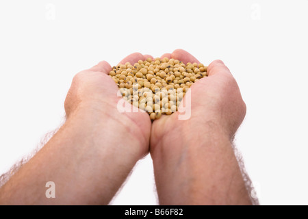 Mans hands holding heap of grain Stock Photo