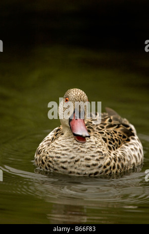 Cape teal waterfowl, Slimbridge Wetlands Trust, Slimbridge ,Gloucestershire, England, UK Stock Photo