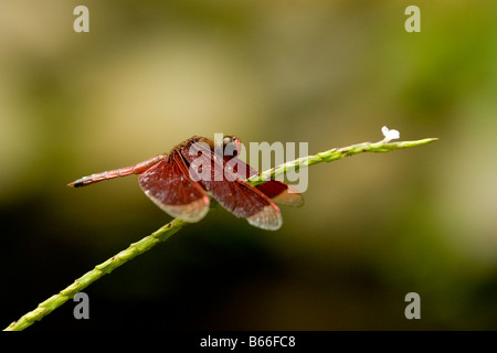 Dragonfly (Neurothemis spp) - Borneo, Malaysia Stock Photo