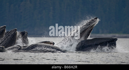 USA Alaska Angoon Humpback Whales Megaptera novaengliae open mouths while lunging from water while bubble net feeding
