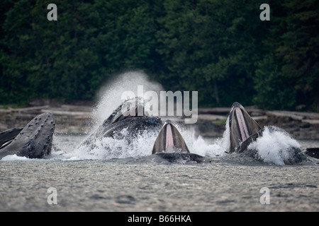 USA Alaska Angoon Humpback Whales Megaptera novaengliae open mouths as they lunge through water while bubble net feeding
