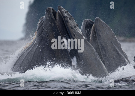 USA Alaska Angoon Humpback Whales Megaptera novaengliae open mouths as they lunge through water while bubble net feeding