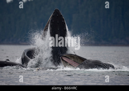 USA Alaska Angoon Humpback Whales Megaptera novaengliae open mouths while lunging from water while bubble net feeding Stock Photo