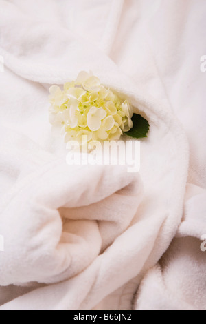 White hydrangea on folded bathrobe Stock Photo