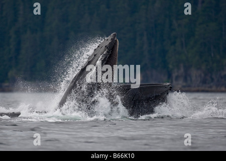 USA Alaska Angoon Humpback Whales Megaptera novaengliae open mouths while lunging from water while bubble net feeding