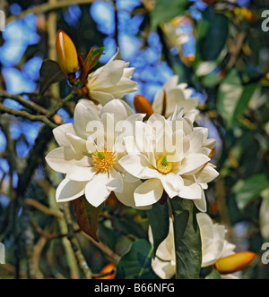 Michelia doltsopa flowers in spring Stock Photo