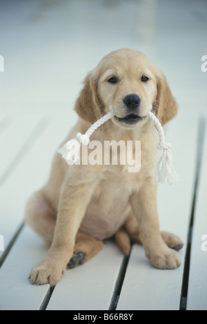 Golden Retriever with Rope in Mouth Stock Photo