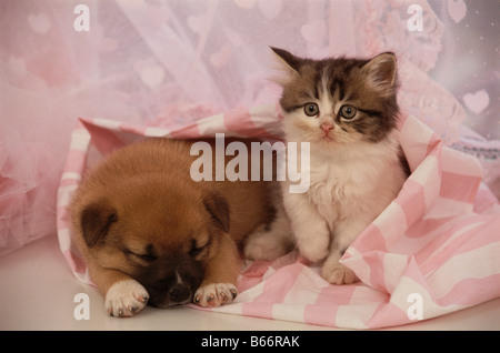 Persian Kitten and Crossbreed Puppy Stock Photo