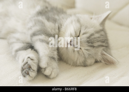 American Shorthair Cat Sleeping Stock Photo