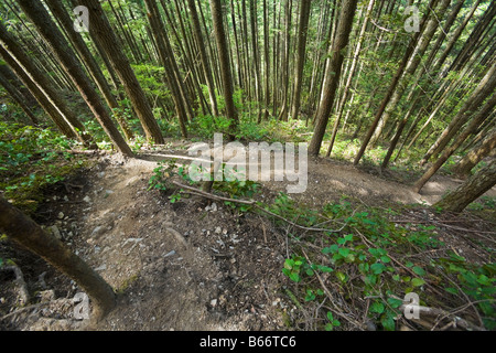A hiking trail through the forest on Mail Box Peak, Washington, United States Stock Photo