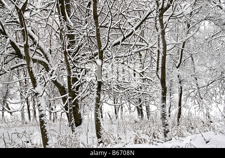 Winter scene.. Rathburne house. Scottish borders. Scotland. Stock Photo