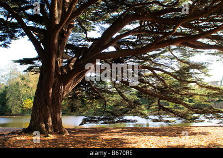 Cedar Tree near the Garden Lake Osterley Park London UK Stock Photo