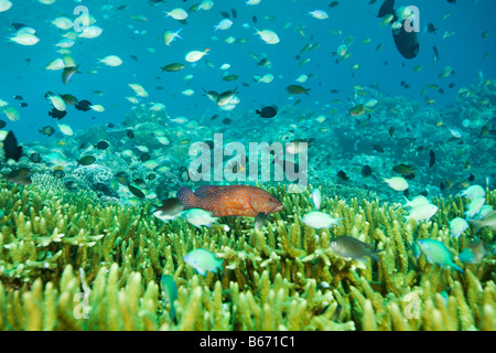 Fish swimming off sipadan island Stock Photo