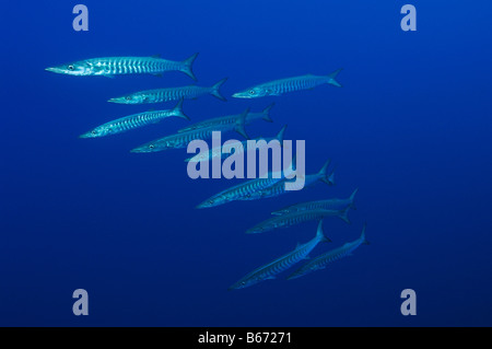 Blackfin Barracudas Sphyraena qenie Elphinstone Reef Red Sea Egypt Stock Photo