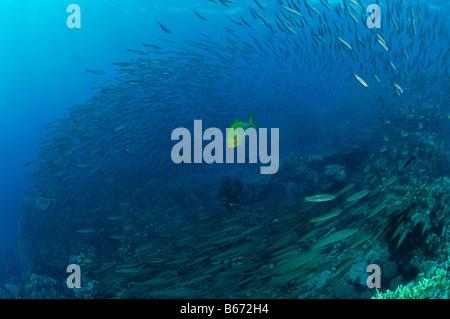 Spotted Trevallys and Yellowtail Barracudas hunting at Reef Sphyraena Carangoides fulvoguttatus Marsa Alam Red Sea Egypt Stock Photo