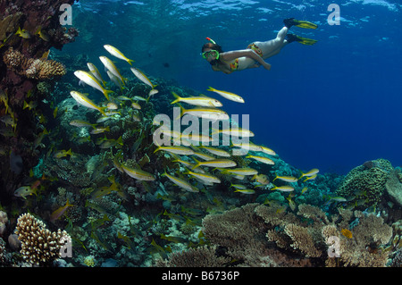 Yellowfin Goatfishes and Skin Diver Mulloidichthys vanicolensis Marsa Alam Red Sea Egypt Stock Photo