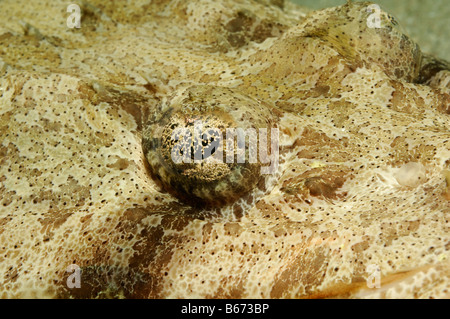 Eye of Tentacled Flathead Papilloculiceps longiceps Marsa Alam Red Sea Egypt