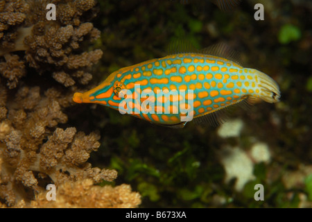 Longnose Filefish Oxymonacanthus longirostris Alor Lesser Sunda Islands Indo Pacific Indonesia Stock Photo